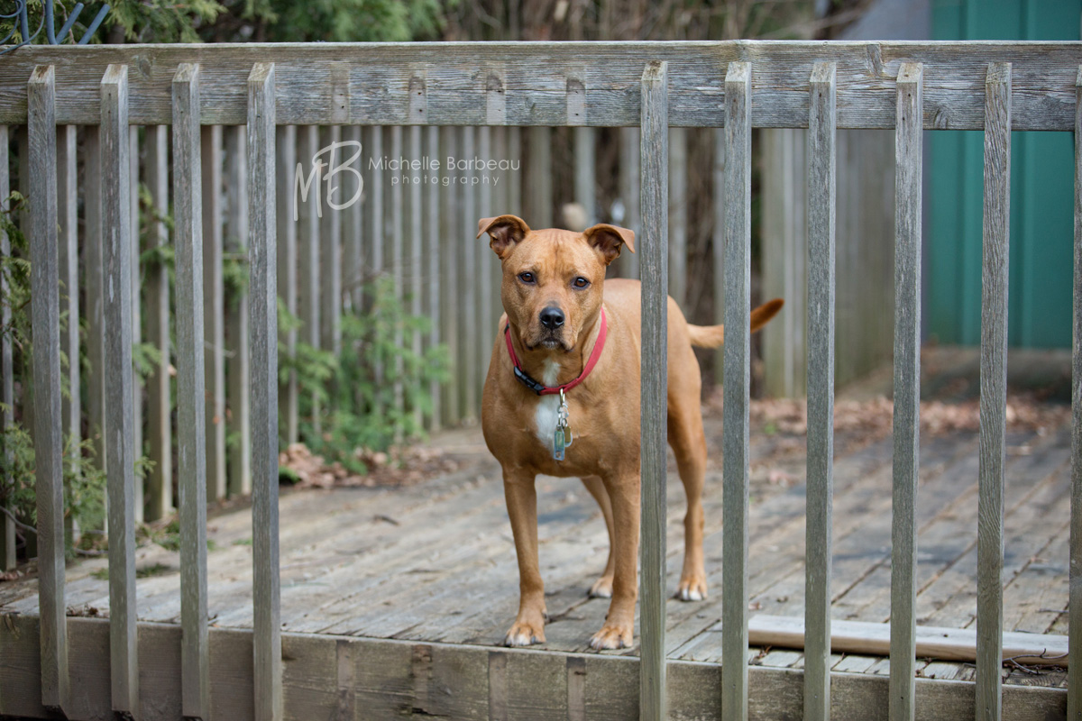 Ottawa dog photography