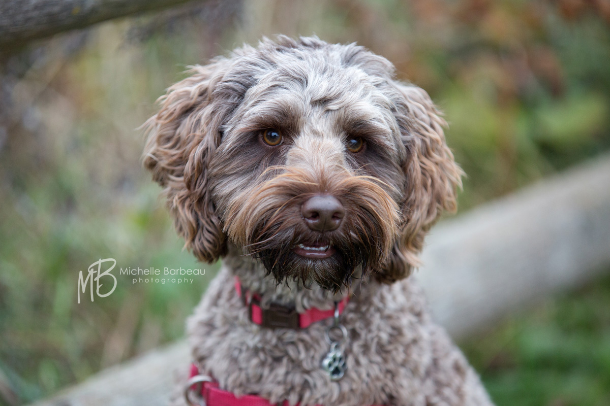 ottawa pet photography 