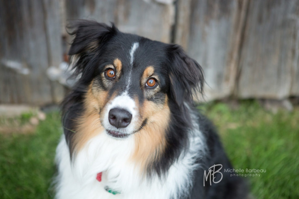 kanata dog photography