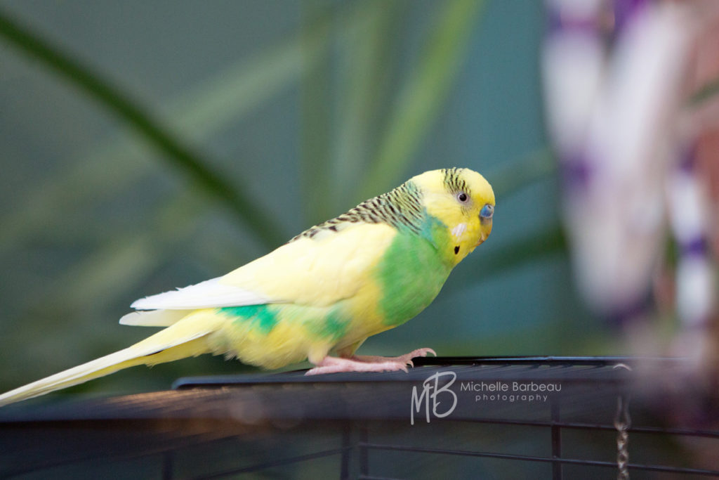 Budgie photography