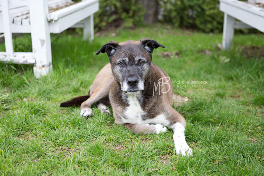 dog photography in Fitzroy Harbour