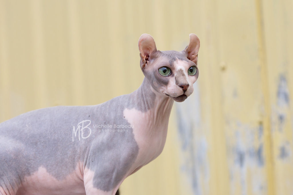 American Curl hairless cat