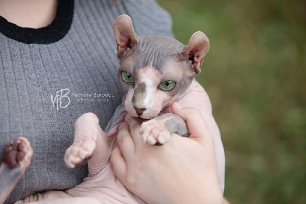 American curl hairless cat